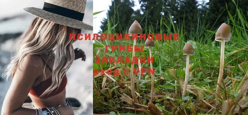 Галлюциногенные грибы MAGIC MUSHROOMS  Прокопьевск 